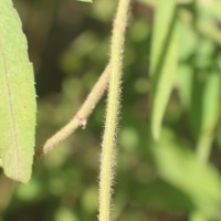 Tragia involucrata L.